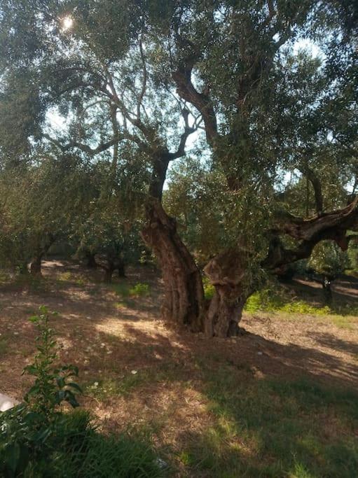 Olive Trees Villa Tragaki Exteriör bild